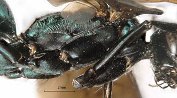 Media type: image;   Entomology 27203 Aspect: thorax lateral